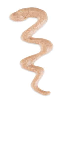 Schesir Thrive complément poulet et foie de poulet pour chat, 20 × 8 g – image 2