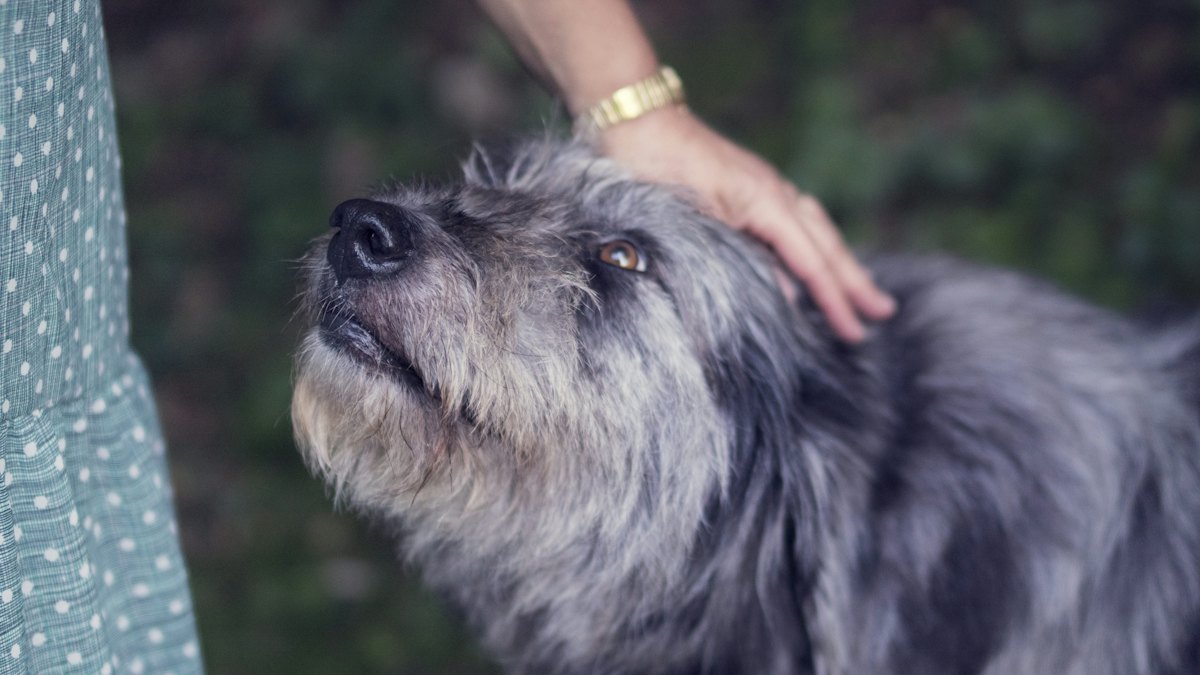 Persona acariciando a su perro blanco y negro