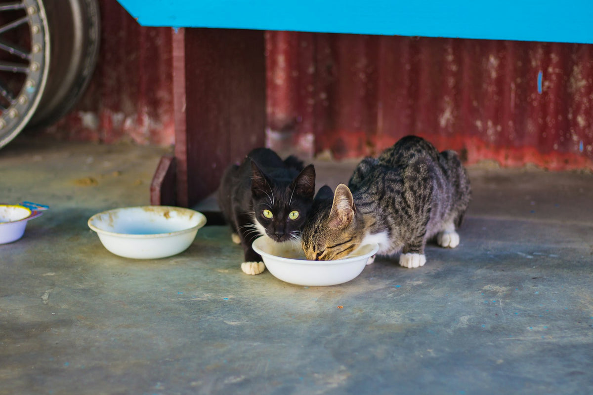 Dos gatos comiendo de un cuenco blanco en casa