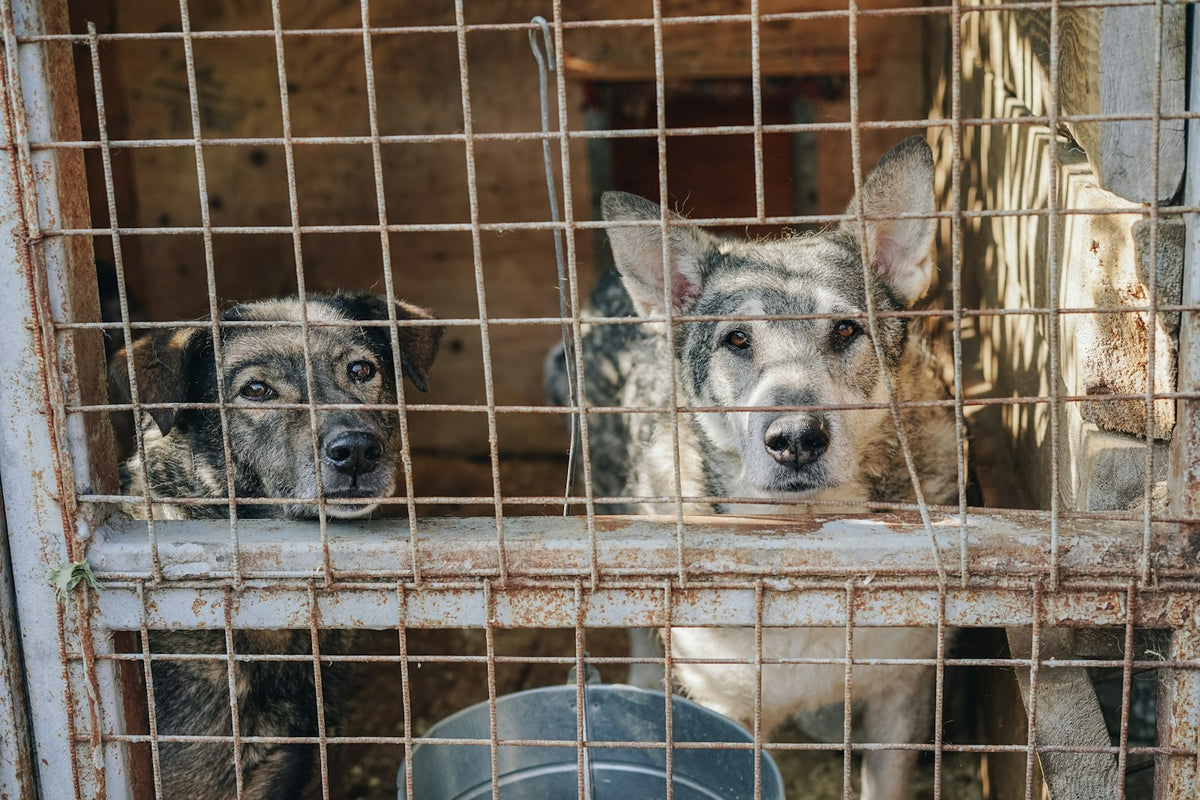 Dos perros en un refugio esperando ser adoptados