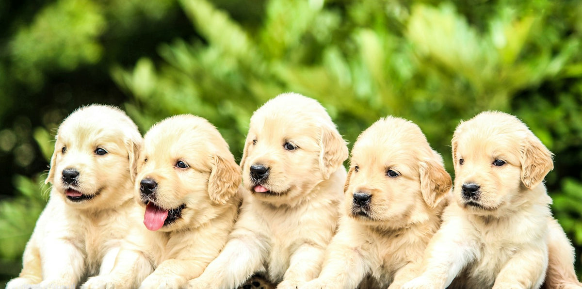 Camada de cinco cachorros de labrador juntos