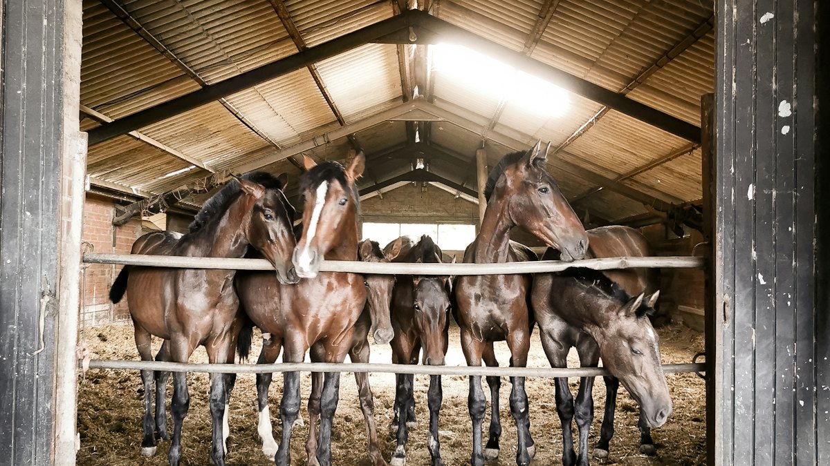 Caballos en sus boxes del establo