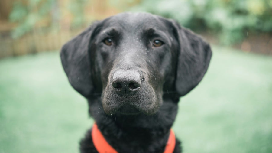 Labrador negro con collar rojo