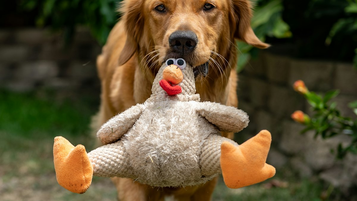 Cachorro de golden mordiendo un peluche