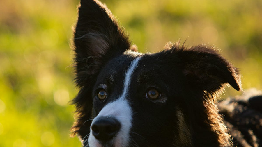 Perro blanco y negro en un campo verde