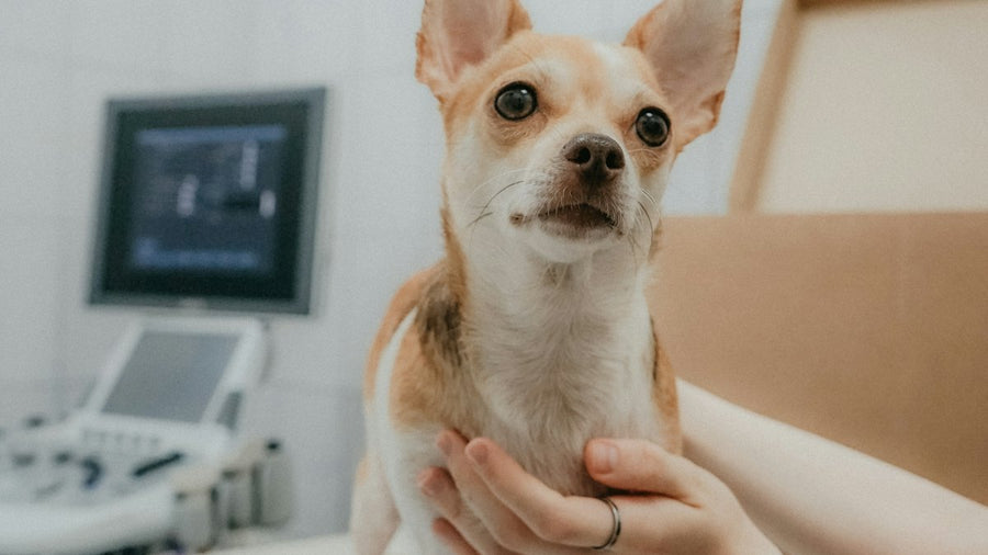 Persona sosteniendo a un perro