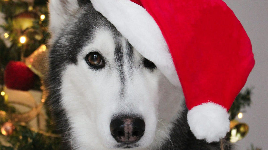 Husky con gorro de Papá Noel delante del árbol