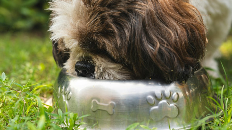 Perro comiendo de un cuenco metálico