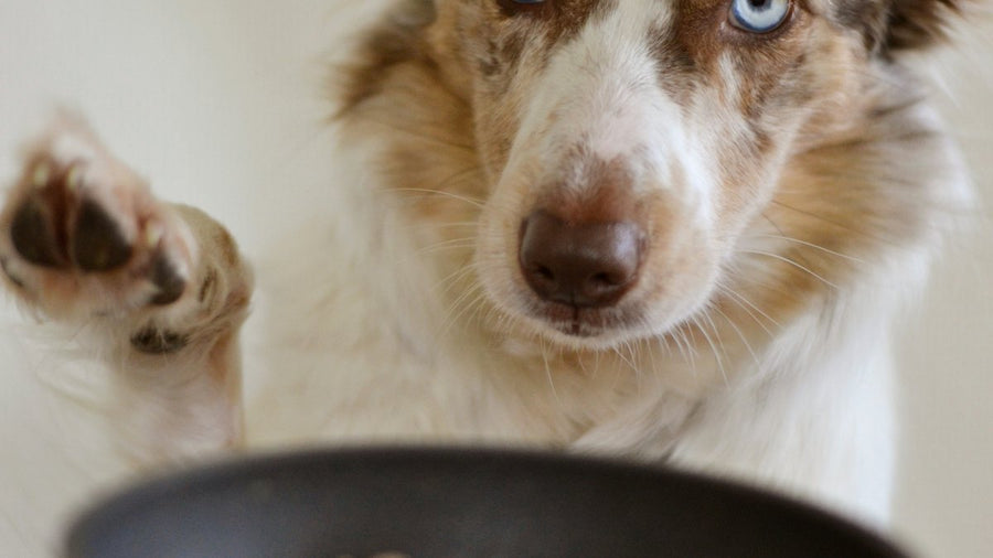Perro junto a su cuenco de comida