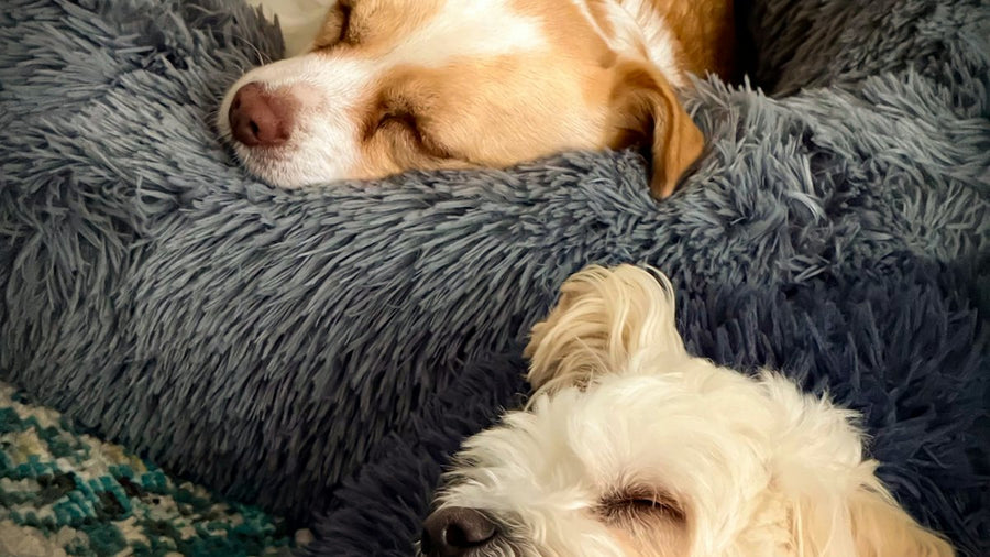 Dos perros durmiendo en camas mullidas