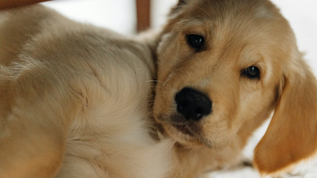 Cachorro de golden retriever tumbado