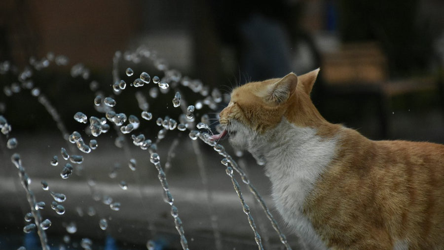 Gato bebiendo de una fuente de agua
