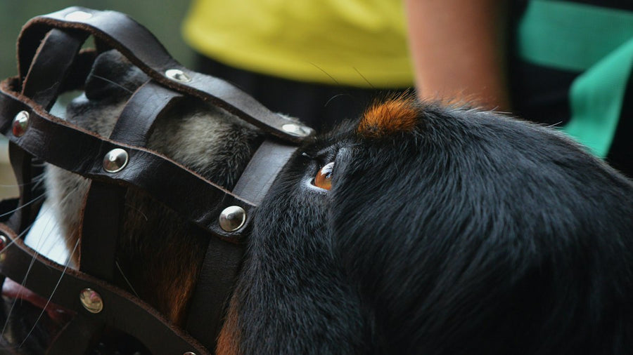 Perro con bozal de cuero marrón
