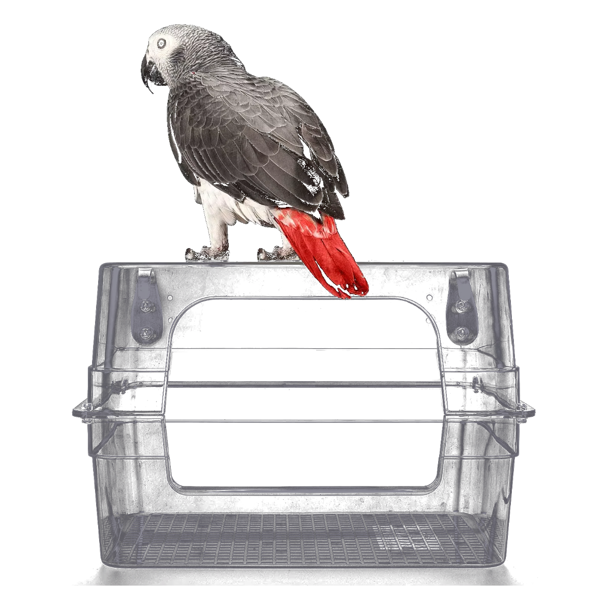 Grande baignoire oiseau transparente pour cage avec perroquet posé