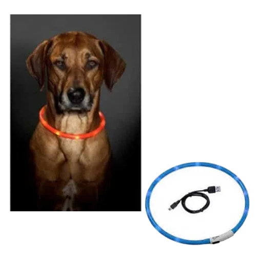 Collier lumineux LED chien rechargeable USB, taille unique, 70 cm