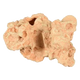 Corail Sahara décoration aquarium