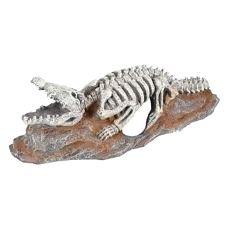 Squelette de crocodile décoration aquarium