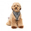 Harnais chien respirant FuzzYard Fitzroy (taille XS)