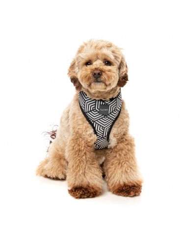 Harnais chien respirant FuzzYard Fitzroy (taille XS)