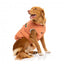 Manteau matelassé en coton pour chien FuzzYard Ashbury pêche