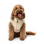 Doudoune pour chien FuzzYard East Harlem camel