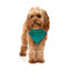Gilet sherpa pour chien FuzzYard Fitzroy vert
