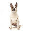 Veste harnais pour chien FuzzYard Vienna blanc cassé