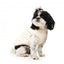 Veste harnais pour chien FuzzYard Vienna blanc cassé