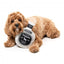 Peluche chien FuzzYard bouteille Dogquila avec couineur