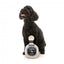 Peluche chien FuzzYard bouteille Dogquila avec couineur