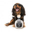 Peluche chien FuzzYard bouteille Dogquila avec couineur