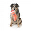Peluche de Noël pour chien FuzzYard Bacon-ing Xmas