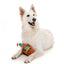 Peluche de Noël pour chien FuzzYard Christmas Brandy