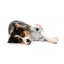 Peluche de Noël pour chien FuzzYard Coco Koala, taille L