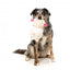 Peluche de Pâques pour chien FuzzYard Bahh-bara Sheep
