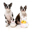 Peluche de Pâques pour chien FuzzYard Fluffy Bunny Slipper