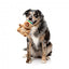 Peluche pour chien FuzzYard Happybaras Cap-Ybara avec couineur
