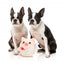 Peluche pour chien FuzzYard Love Cu-pig, cochon Cupidon
