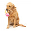 Peluche pour chien FuzzYard Love Diamond In The Ruff Ring, bague diamant