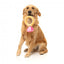 Peluche pour chien FuzzYard Love Diamond In The Ruff Ring, bague diamant