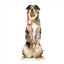 Peluche pour chien FuzzYard Love Diamond In The Ruff Ring, bague diamant