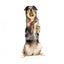 Peluche pour chien FuzzYard Love Diamond In The Ruff Ring, bague diamant