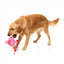 Peluche pour chien FuzzYard Love Tail Chaser Perfume, flacon de parfum