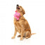 Peluche pour chien FuzzYard Love Tail Chaser Perfume, flacon de parfum