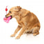 Peluche pour chien FuzzYard Love Tail Chaser Perfume, flacon de parfum