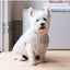 Manteau pour chien en velours côtelé FuzzYard Life Sandstone