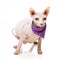 Collier pour chat avec nœud papillon FuzzYard Wild One Bubblegum