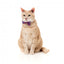 Collier pour chat avec nœud papillon FuzzYard Wild One Bubblegum