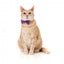 Collier pour chat avec nœud papillon FuzzYard Wild One Bubblegum