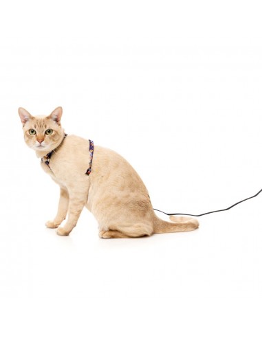 Harnais pour chat avec laisse FuzzYard Caturday Night Fever